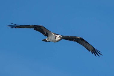 Osprey parlak mavi gökyüzünde uçuyor