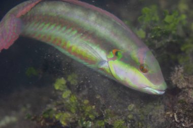 Slippery dick next to rock