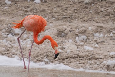 Beyaz köpükle gölde yürüyen Amerikan flamingosu