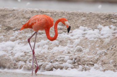 Beyaz köpükle gölde yürüyen Amerikan flamingosu