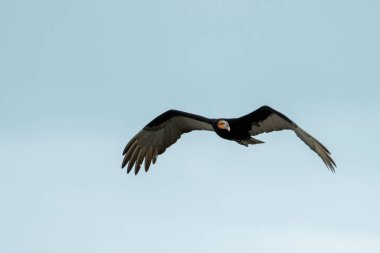 Sarı başlı akbaba tepemizde uçuyor.
