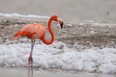 Beyaz köpükle gölde yürüyen Amerikan flamingosu