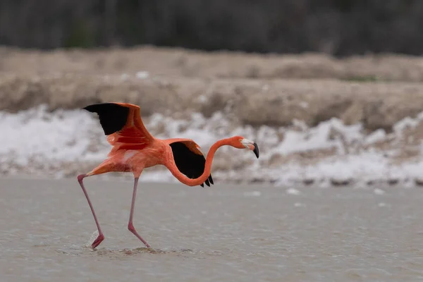 American Flamingo Taking Lagoon — Stock Photo, Image