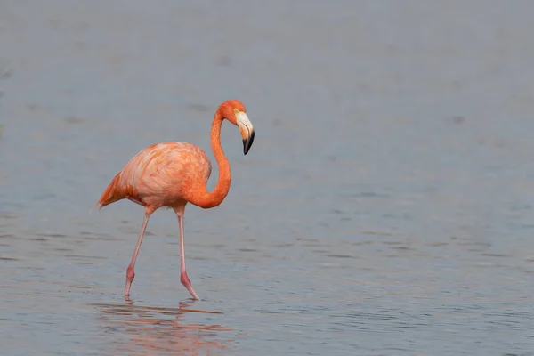American Flamingo Lagoon — Stock Photo, Image