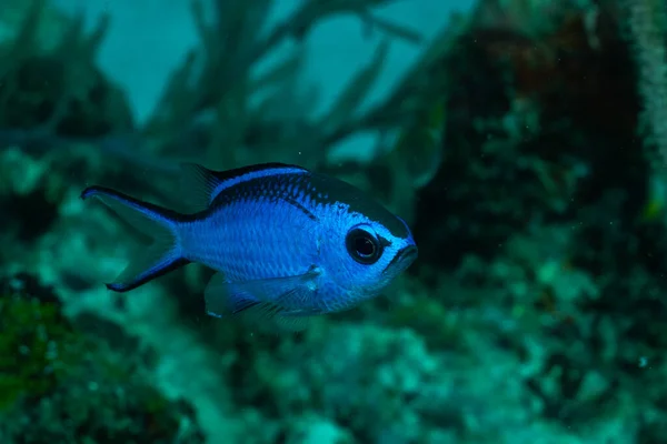 Mavi kromis resifte yüzüyor.