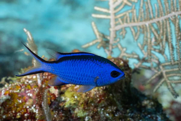 Cromo Azul Nadando Arrecife —  Fotos de Stock