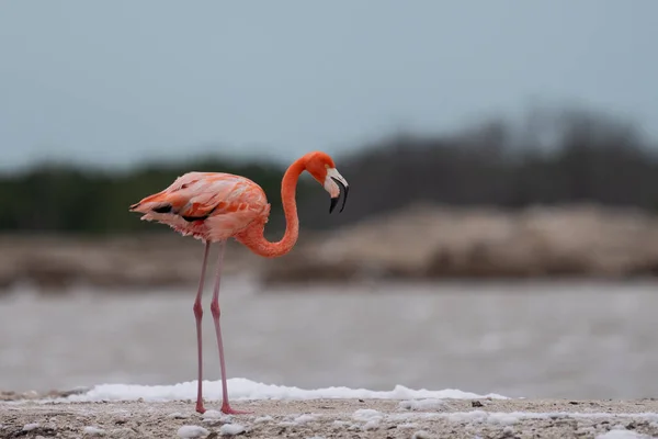 Flamingo Americano Vagueando Lagoa Com Espuma Branca — Fotografia de Stock