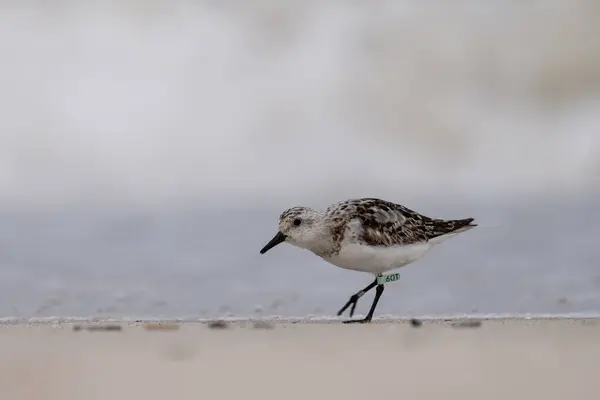 Sanderling Andando Uma Praia — Fotografia de Stock