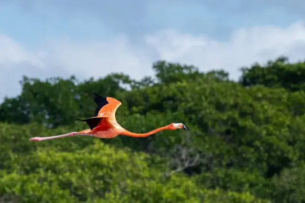 Amerikai Flamingó Repül Mangrove Felett — Stock Fotó