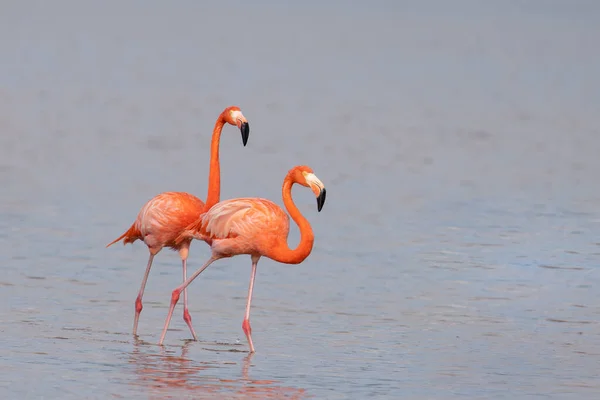 American Flamingo Pair Lagoon — Stock Photo, Image
