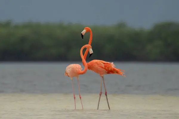 Pair American Flamingos Lagoon — Stock Photo, Image