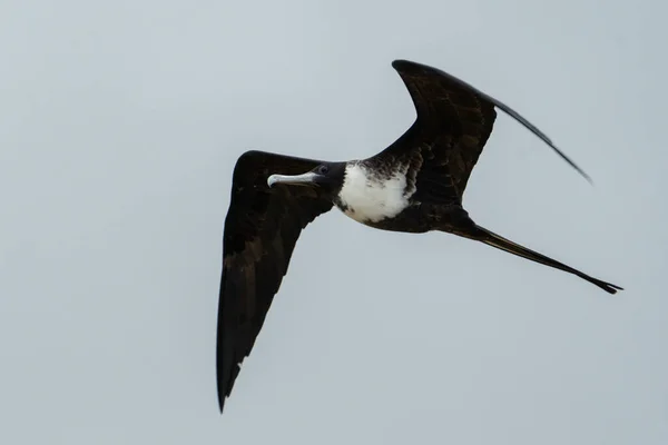 Μεγαλοπρεπής Frigatebird Πετούν Πάνω Από Την Ακτή — Φωτογραφία Αρχείου