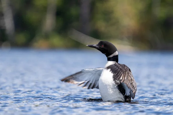 Common loon flapping wings in a lake