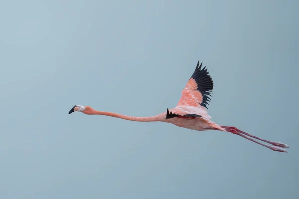 Amerikansk Flamingo Flyger Över Lagunen — Stockfoto