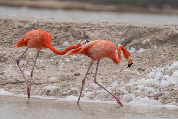 American Flamingo Pair Wading Lagoon — Stock Photo, Image