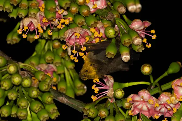 Jamaican fruit bat pollinating flowering tree