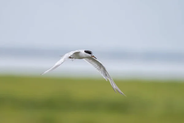 Forster Tern Flying Marsh — Stock Photo, Image