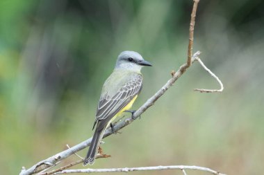 Bir tünekte tropik bir kral kuşu