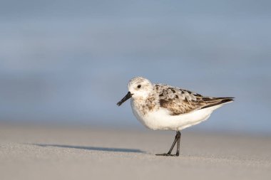 Sanderling sahilde yürüyor.