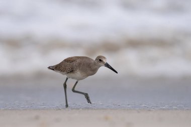 Willet sabahları sahilde yürüyor.