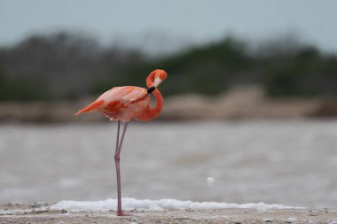 Beyaz köpükle gölde yürüyen Amerikan flamingosu