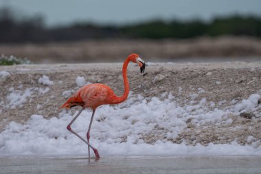 Beyaz köpükle gölde yürüyen Amerikan flamingosu