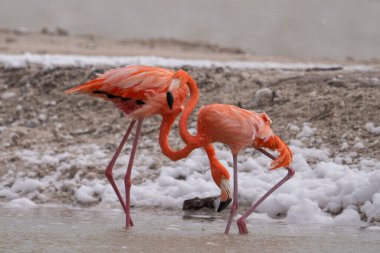 Lagündeki Amerikan flamingo çifti