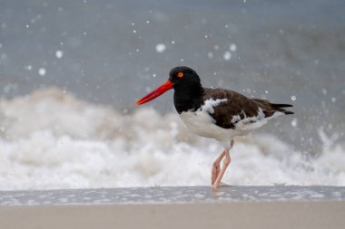 Kumsalda yürüyen Amerikalı istiridye avcısı.