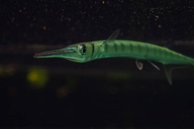 Mangrovlarda yüzen yassı iğne balığı. 