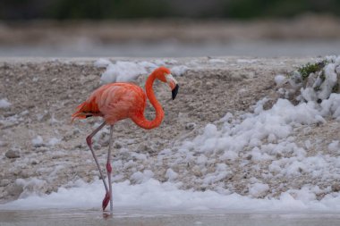 Beyaz köpükle gölde yürüyen Amerikan flamingosu