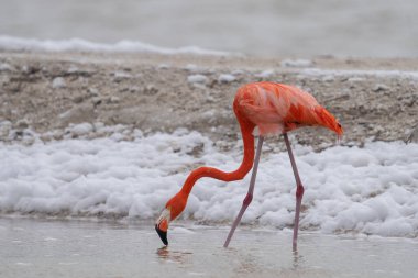 Amerikan flamingosu gölde yiyecek arıyor