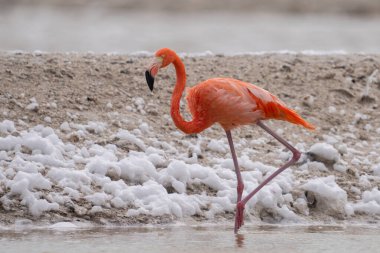 Beyaz köpükle gölde yürüyen Amerikan flamingosu