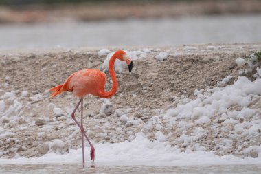 Beyaz köpükle gölde yürüyen Amerikan flamingosu