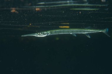 Mangrovlarda yüzen yassı iğne balığı. 