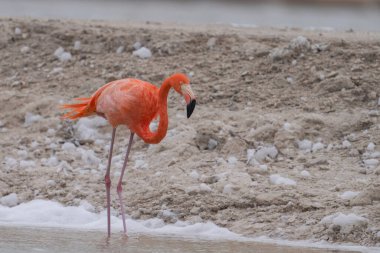 Beyaz köpükle gölde yürüyen Amerikan flamingosu