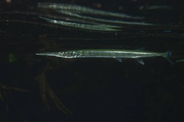 Mangrovlarda yüzen yassı iğne balığı. 