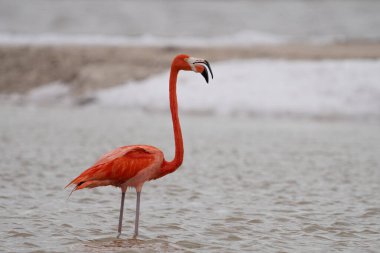 Beyaz köpükle gölde yürüyen Amerikan flamingosu