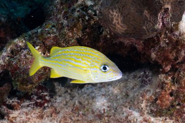 Resifte yüzen bir levrek.