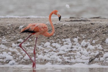 Beyaz köpükle gölde yürüyen Amerikan flamingosu
