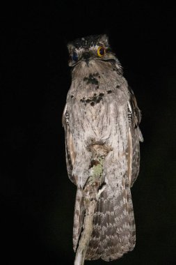 Geceleri bir tüneğin üzerinde kuzey potoo 'su