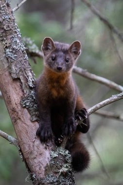 Ağaçtaki çam sansarı