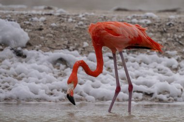 Amerikan flamingosu gölde yiyecek arıyor