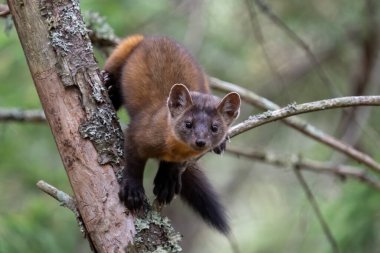 Ağaçtaki çam sansarı