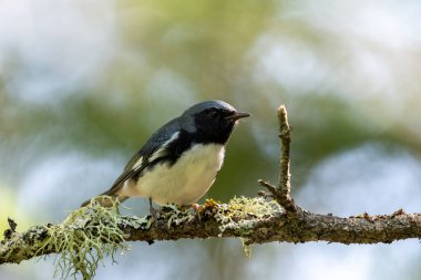 Tüneğin üzerinde siyah boğazlı mavi bülbül