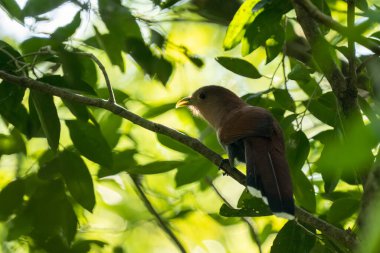 Tünekte sincap guguk kuşu