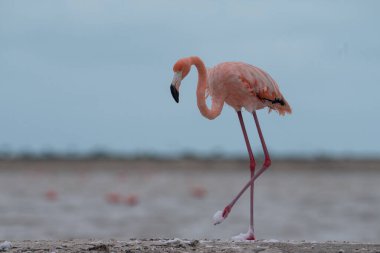 Beyaz köpükle gölde yürüyen Amerikan flamingosu