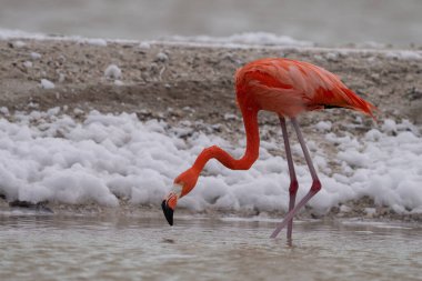 Amerikan flamingosu gölde yiyecek arıyor