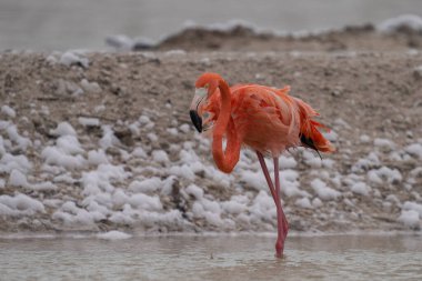 Beyaz köpükle gölde yürüyen Amerikan flamingosu