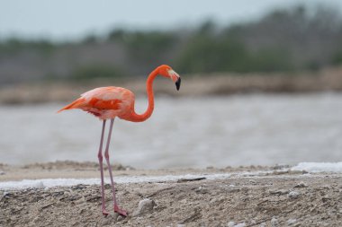 Beyaz köpükle gölde yürüyen Amerikan flamingosu