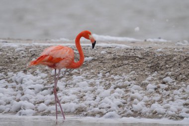 Beyaz köpükle gölde yürüyen Amerikan flamingosu